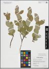 Foto von Salix hastata subsp. subintegrifolia (Flod.) Flod.
